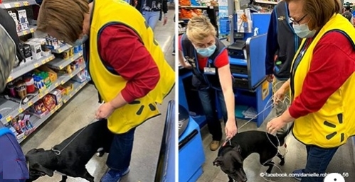Hund, der wochenlang vermisst wurde, wurde schließlich von der Besitzerin im Supermarkt gefunden